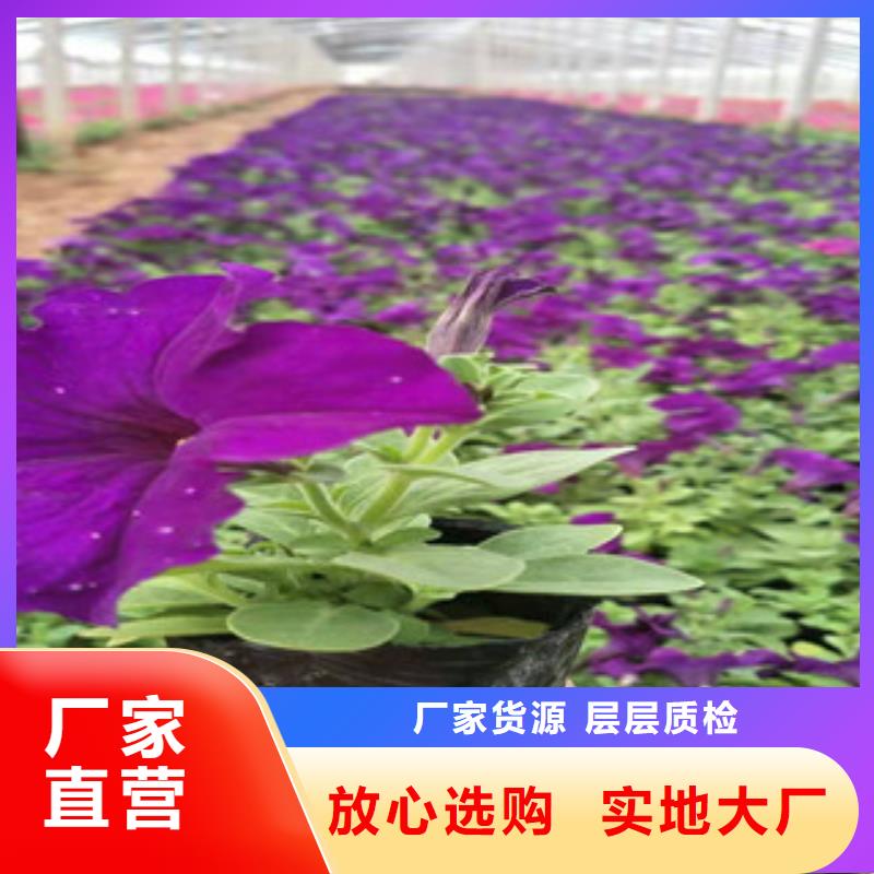 【宿根花卉】宿根花卉基地源头厂家量大价优