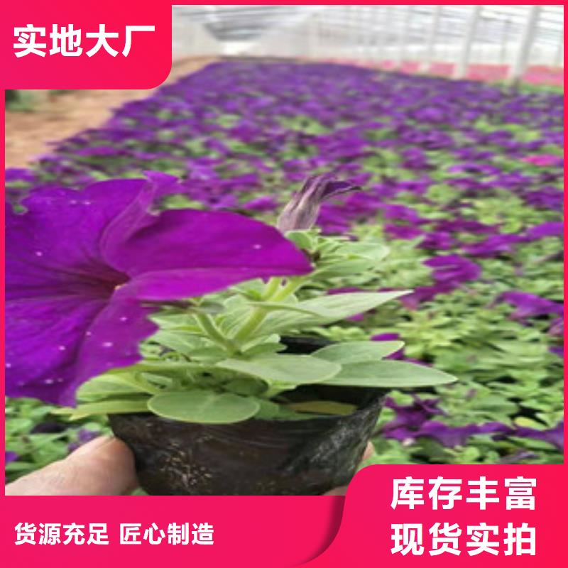 宿根花卉【花海景观工程】交货准时