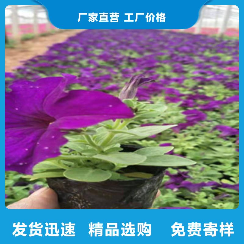 宿根花卉_【花海景观工程】售后无忧