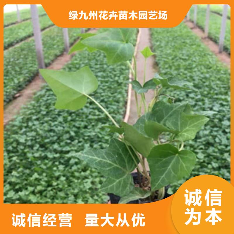 【宿根花卉水生植物/荷花睡莲诚信厂家】