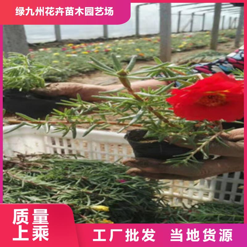 【宿根花卉】花海景观工程今年新款