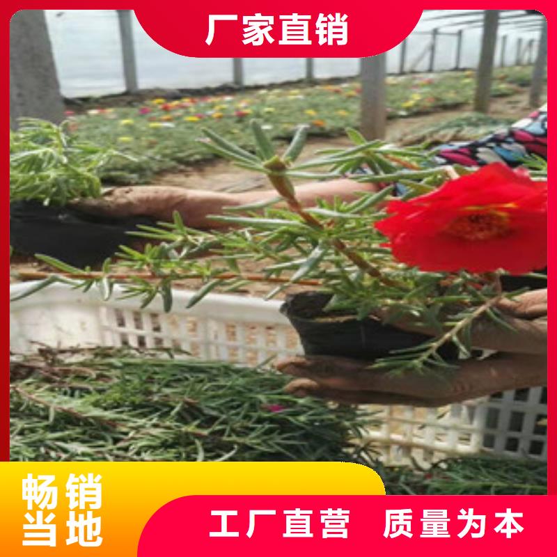 宿根花卉水生植物/荷花睡莲实力才是硬道理