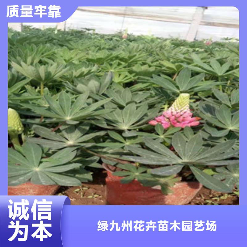 宿根花卉耐寒耐旱草花基地加工定制