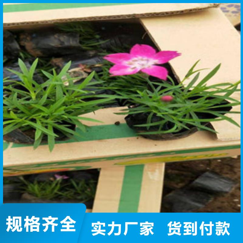 宿根花卉花海景观工程多种优势放心选择