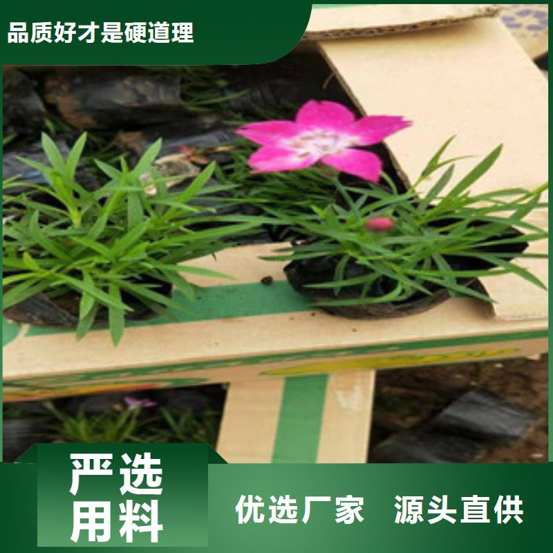 宿根花卉时令花卉/绿化草花价格实拍展现