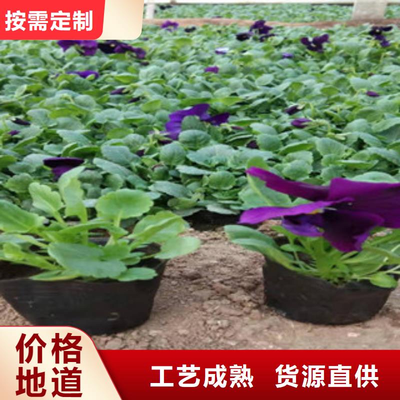 宿根花卉时令花卉/绿化草花价格来图加工定制