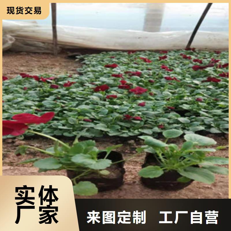 宿根花卉鲁冰花/粉黛乱子草拒绝差价