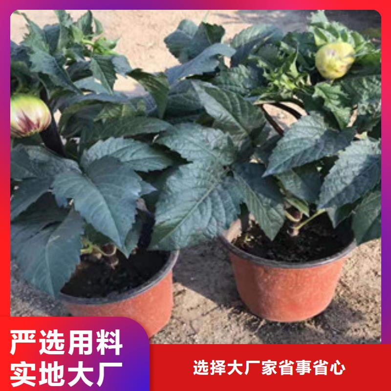 宿根花卉观赏草/蒲苇狼尾草现货直发