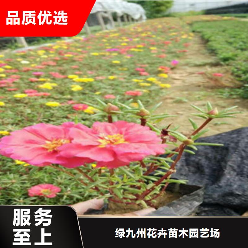 花海景观耐寒耐旱草花基地厂家直营