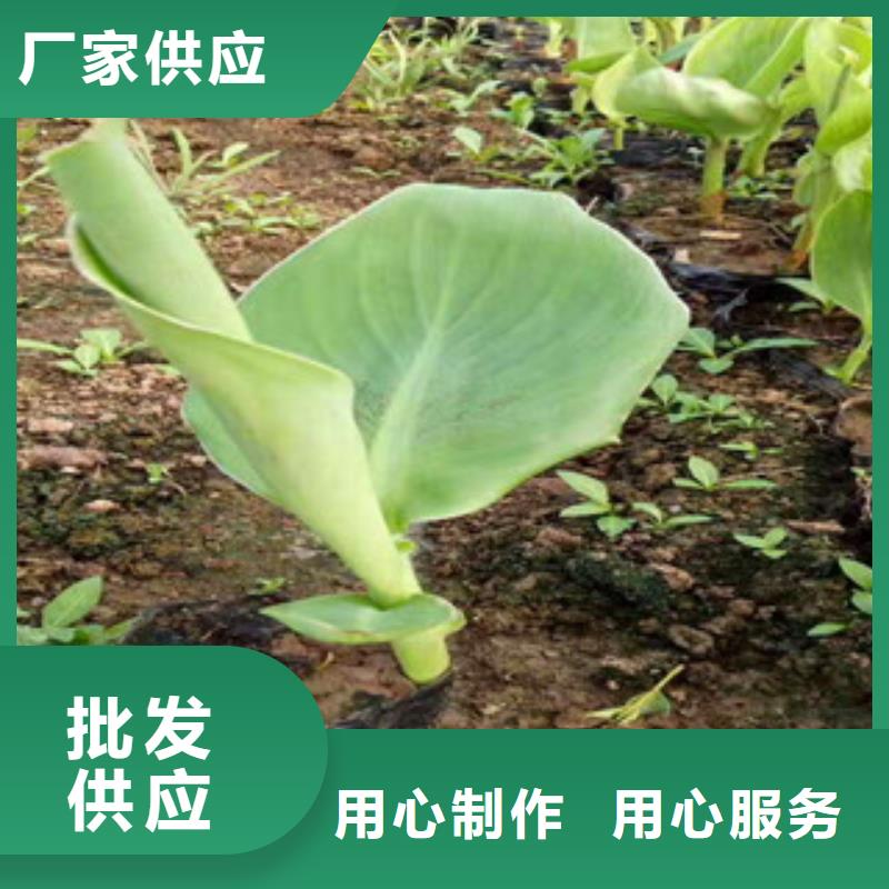 花海景观耐寒耐旱草花基地严选用料