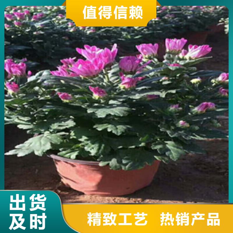 花海景观,耐寒耐旱草花基地优选厂商