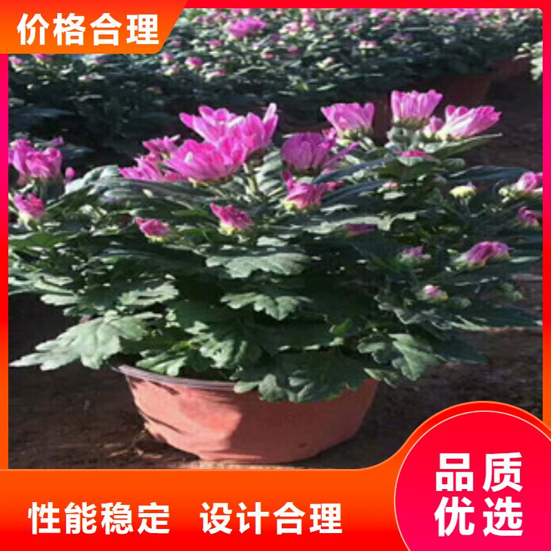 花海景观【观赏草/蒲苇狼尾草】专业设计