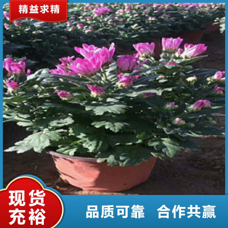 花海景观鲁冰花/粉黛乱子草货到付款