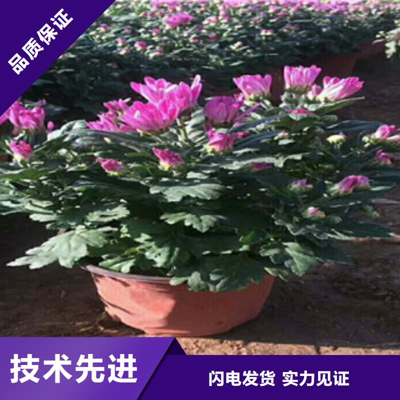 花海景观耐寒耐旱草花基地严选用料