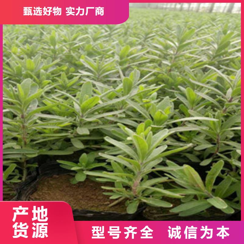 【花海景观】五一国庆草花批发今日新品