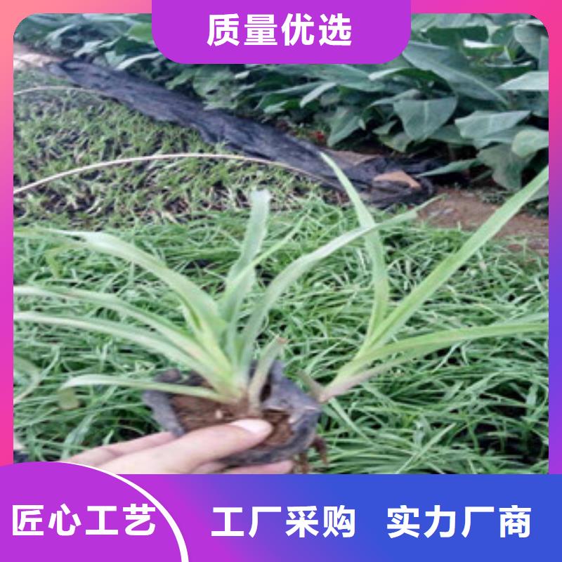 【花海景观】耐寒耐旱草花基地厂家技术完善