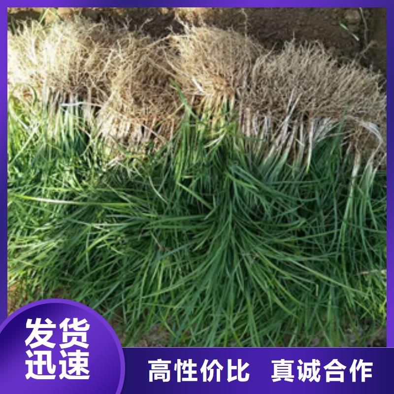 花海景观【五一国庆草花批发】质量无忧