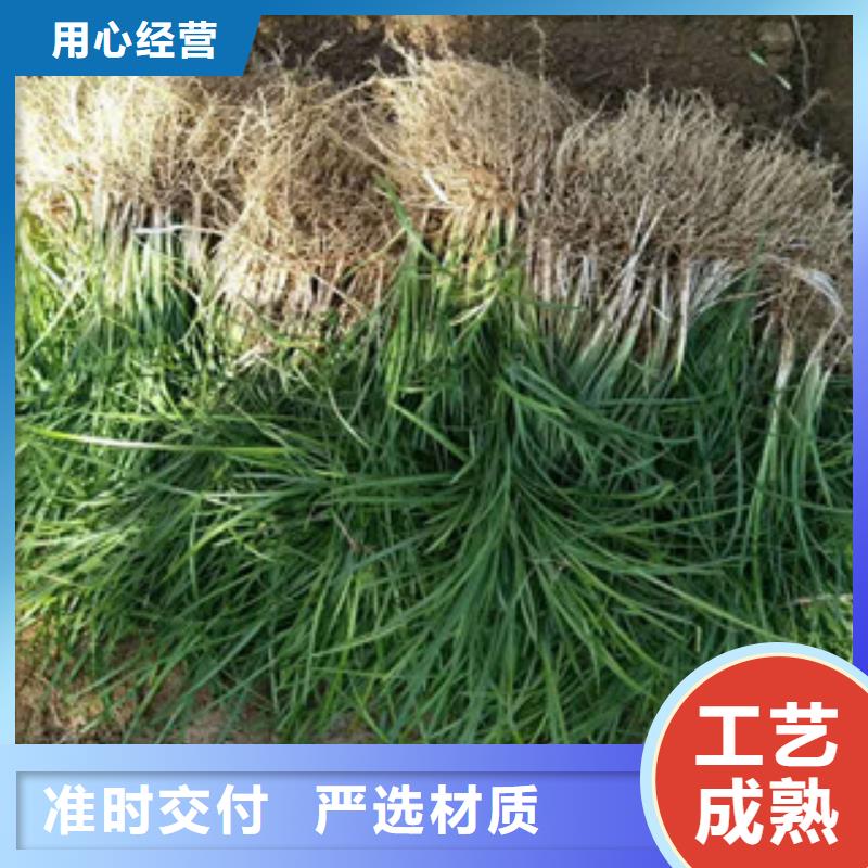 花海景观时令花卉/绿化草花价格产地货源