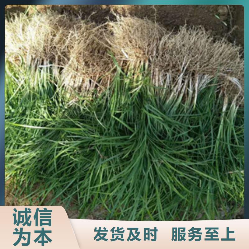 【花海景观水生植物/荷花睡莲出货及时】