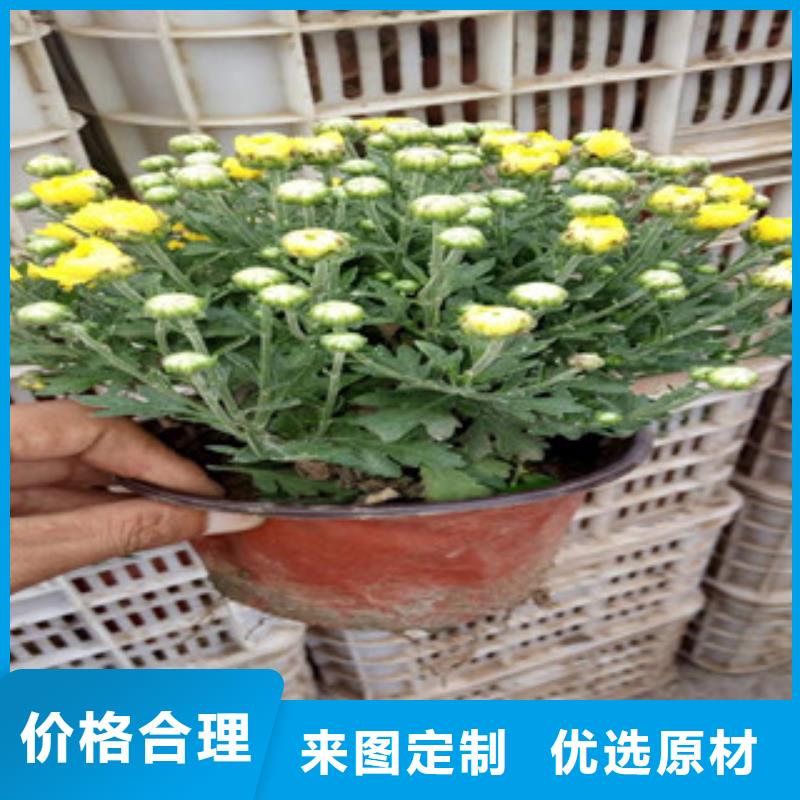 花海景观鲁冰花/粉黛乱子草来图定制量大从优