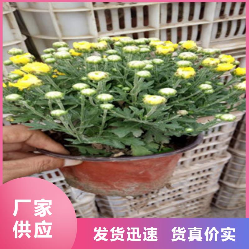 花海景观水生植物/荷花睡莲交货准时