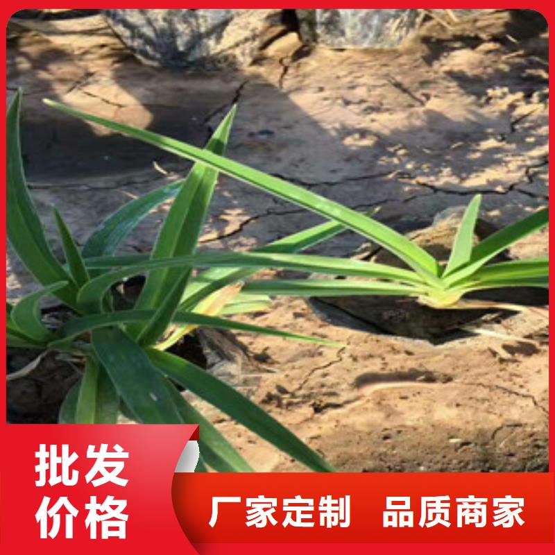 花海景观-【水生植物/荷花睡莲】超产品在细节