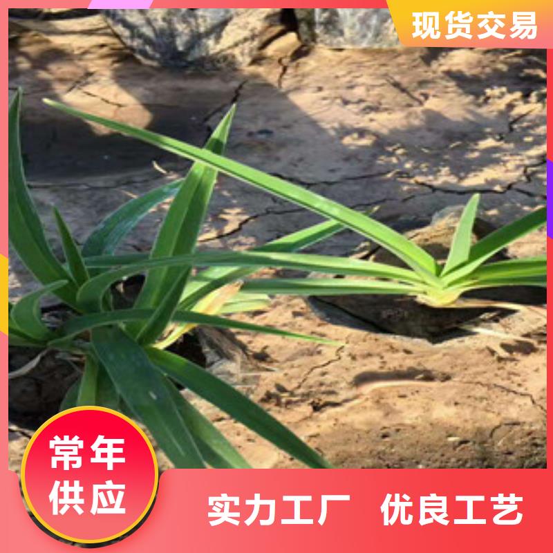 花海景观水生植物/荷花睡莲厂家经验丰富