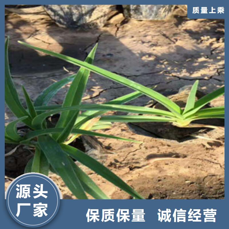 【花海景观】时令花卉/绿化草花价格助您降低采购成本