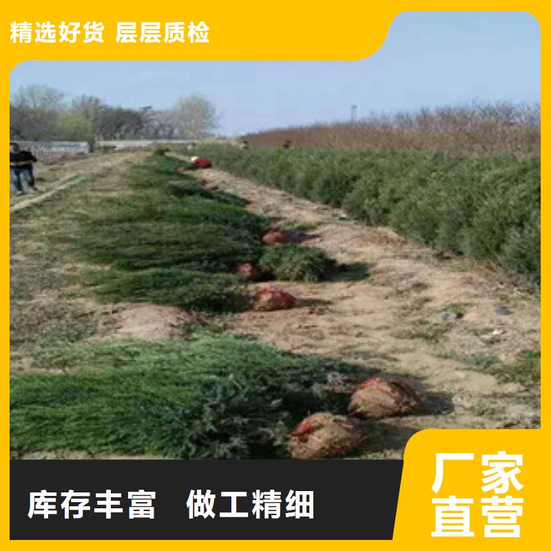 花海景观,耐寒耐旱草花基地优选厂商