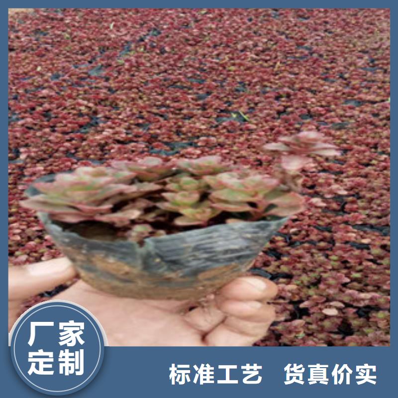 花海景观水生植物/荷花睡莲厂家经验丰富