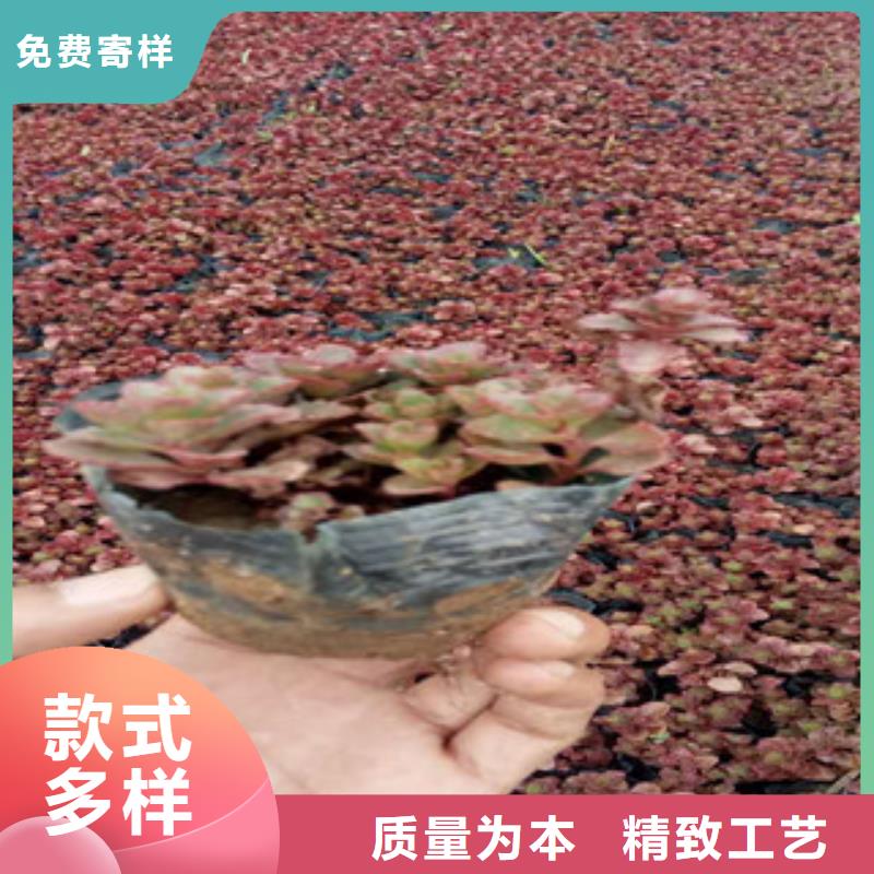 花海景观水生植物/荷花睡莲多种款式可随心选择