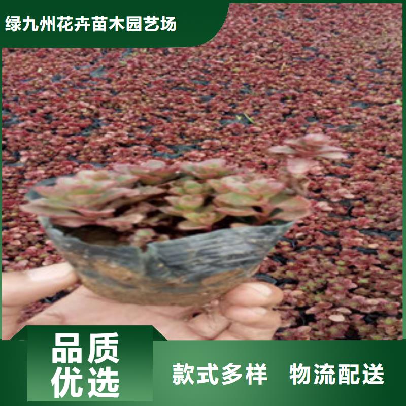 花海景观-【水生植物/荷花睡莲】超产品在细节