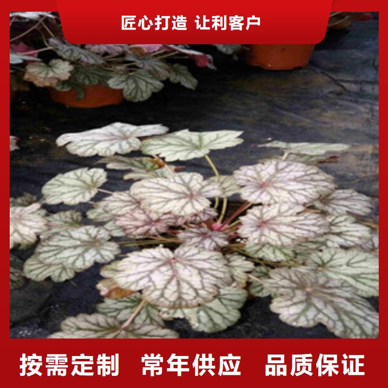 【花海景观水生植物/荷花睡莲出货及时】