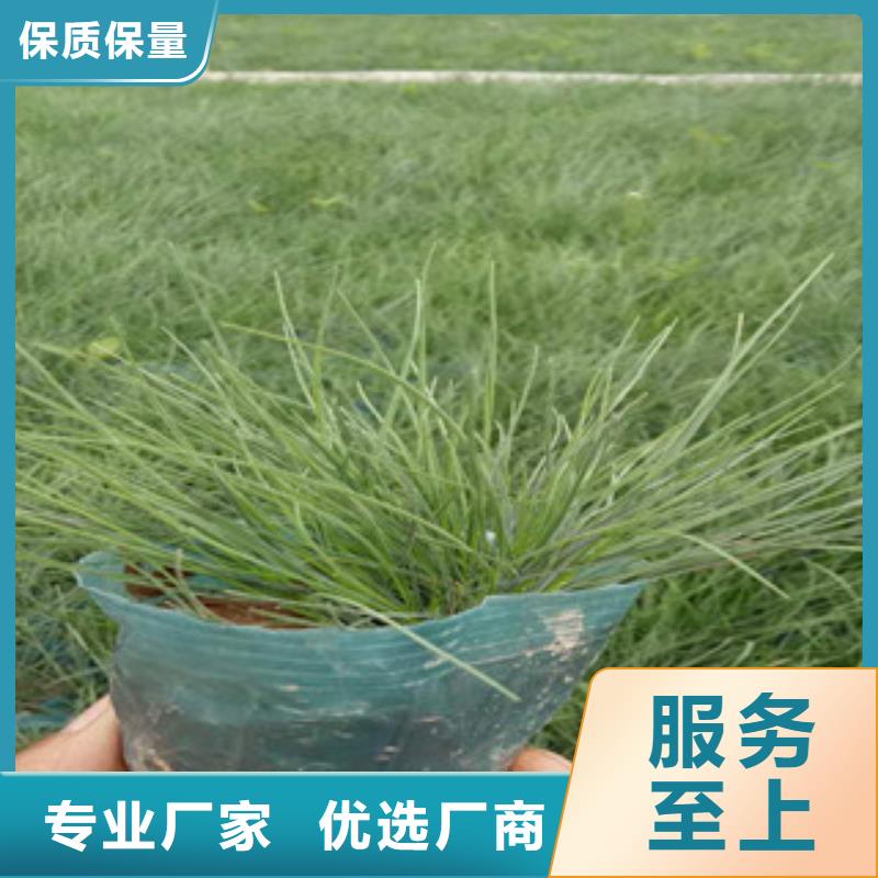 【花海景观】五一国庆草花批发今日新品