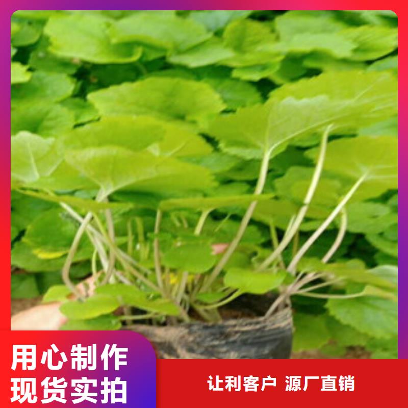 【花海景观耐寒耐旱草花基地厂家】