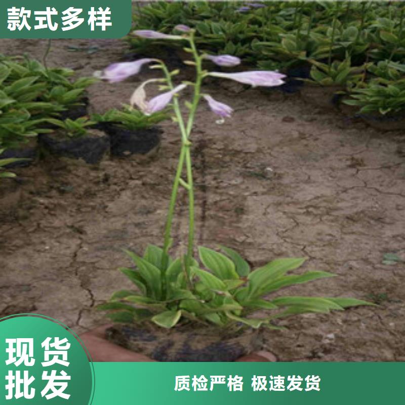 花海景观_【柳叶马鞭草/薰衣草 】严选好货