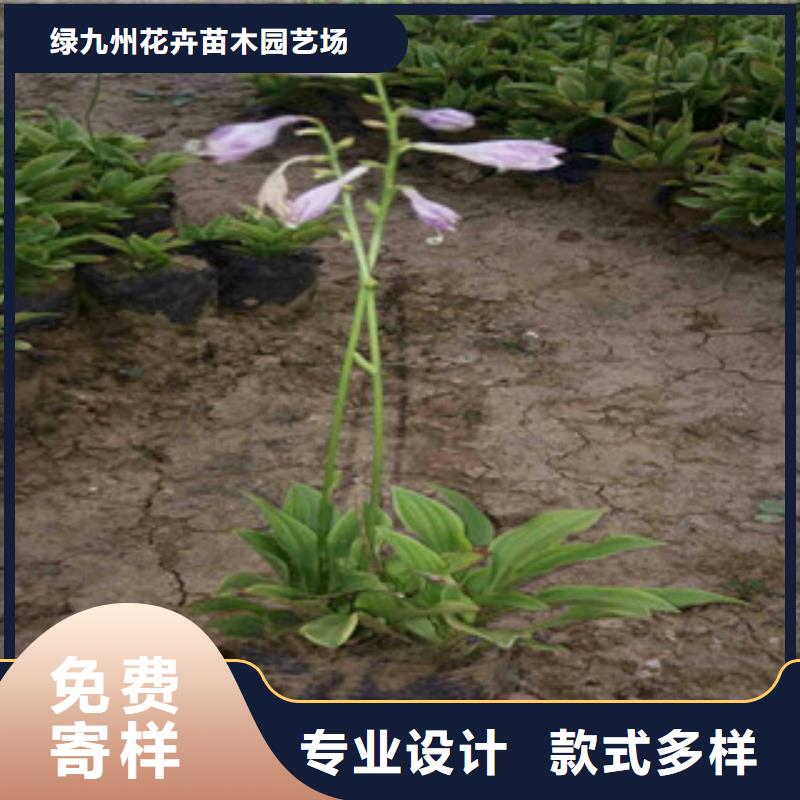 花海景观鲁冰花/粉黛乱子草来图定制量大从优