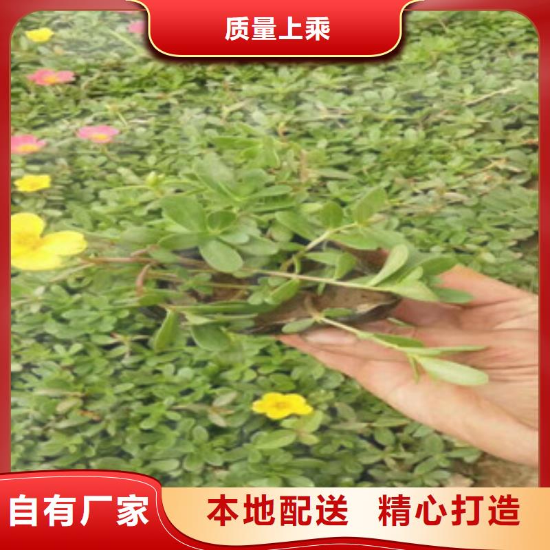 花海景观水生植物/荷花睡莲厂家经验丰富