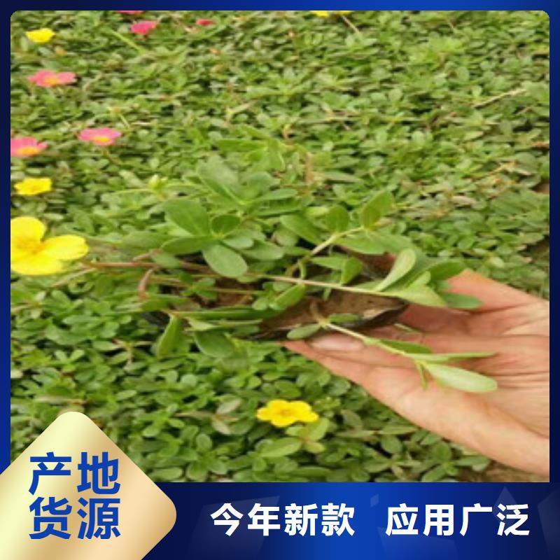 花海景观花海景观工程高标准高品质