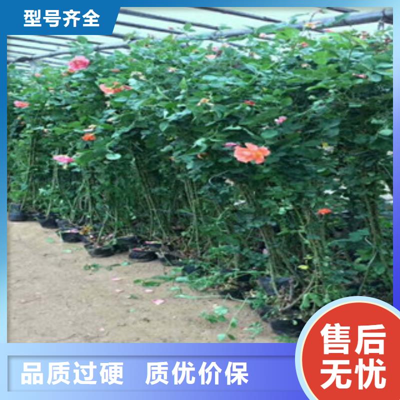 花海景观宿根花卉基地用好材做好产品