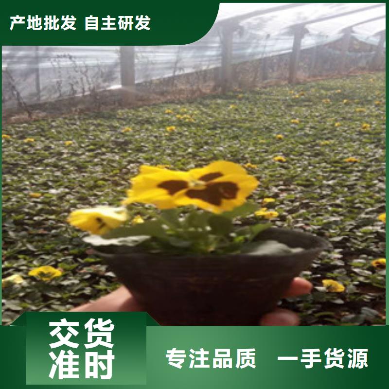 花海景观-【水生植物/荷花睡莲】超产品在细节