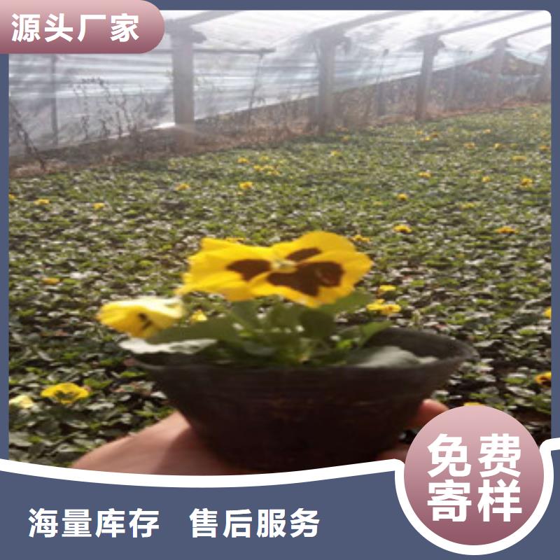 【花海景观耐寒耐旱草花基地厂家】