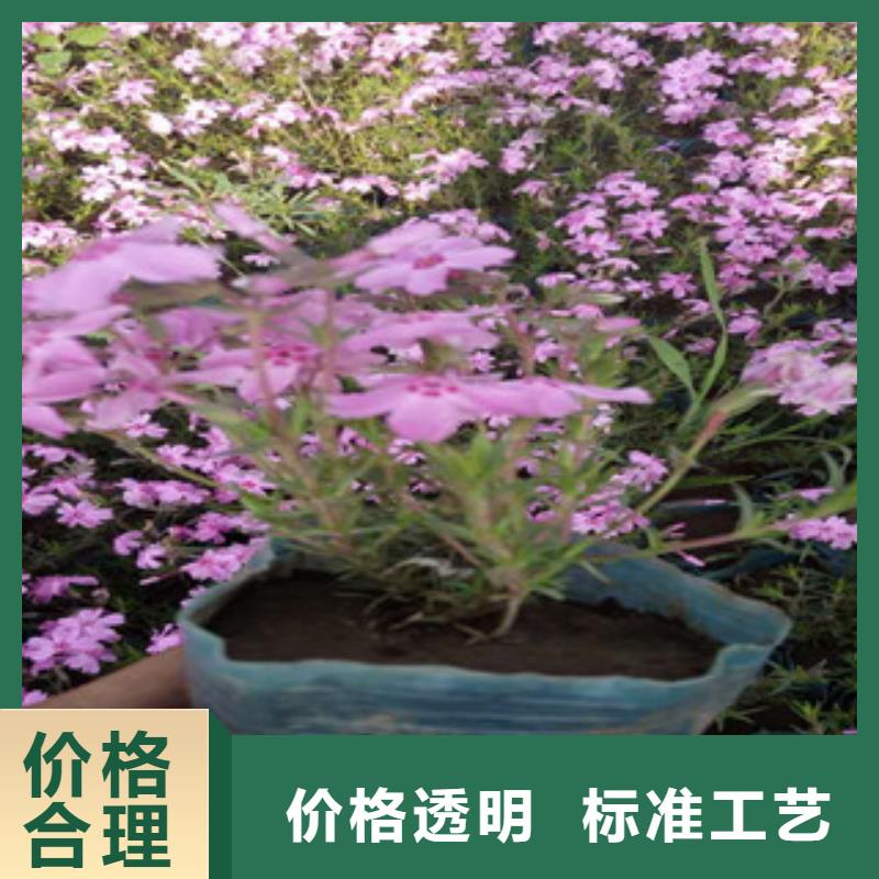 【花海景观水生植物/荷花睡莲出货及时】