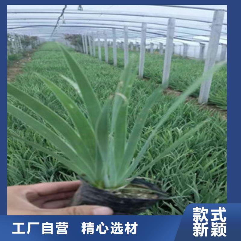 【花海景观】,水生植物/荷花睡莲细节之处更加用心