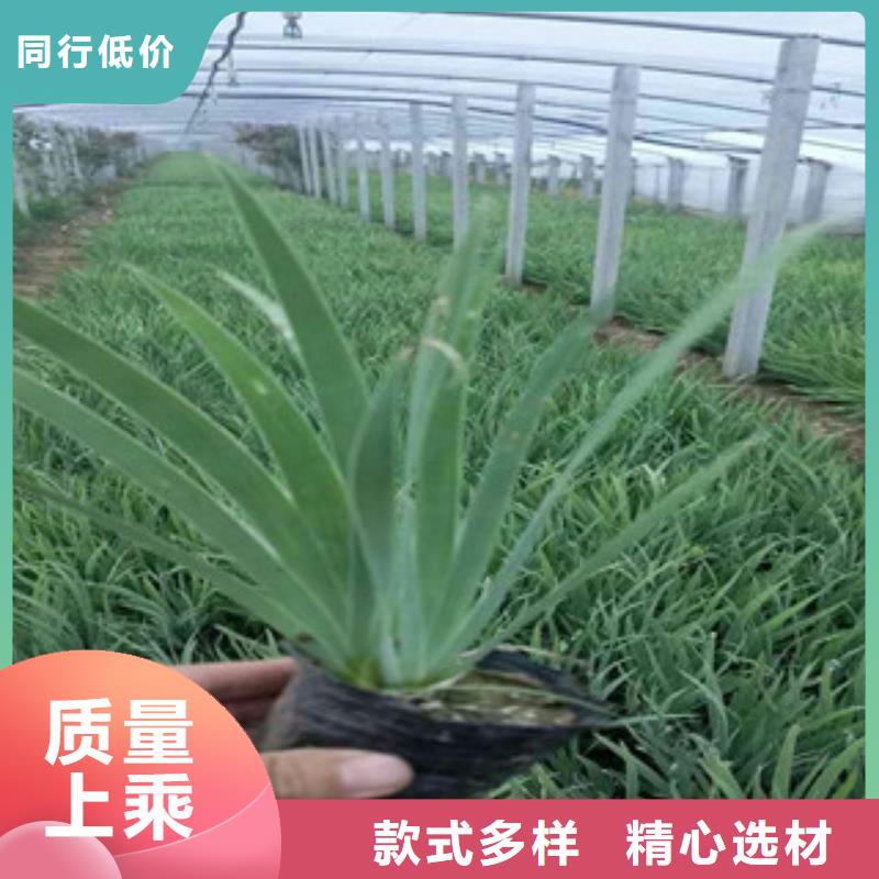 花海景观柳叶马鞭草/薰衣草用心做品质