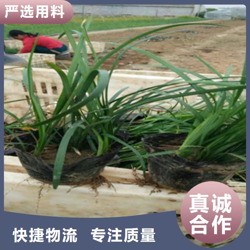 花海景观【宿根花卉基地】品牌专营