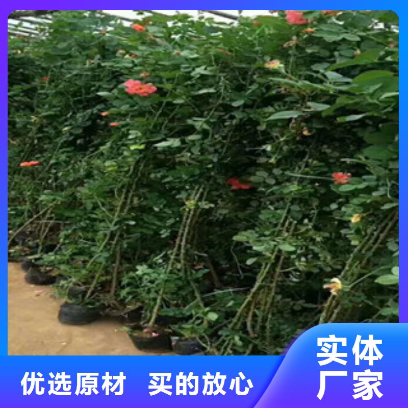 花海景观水生植物/荷花睡莲交货准时