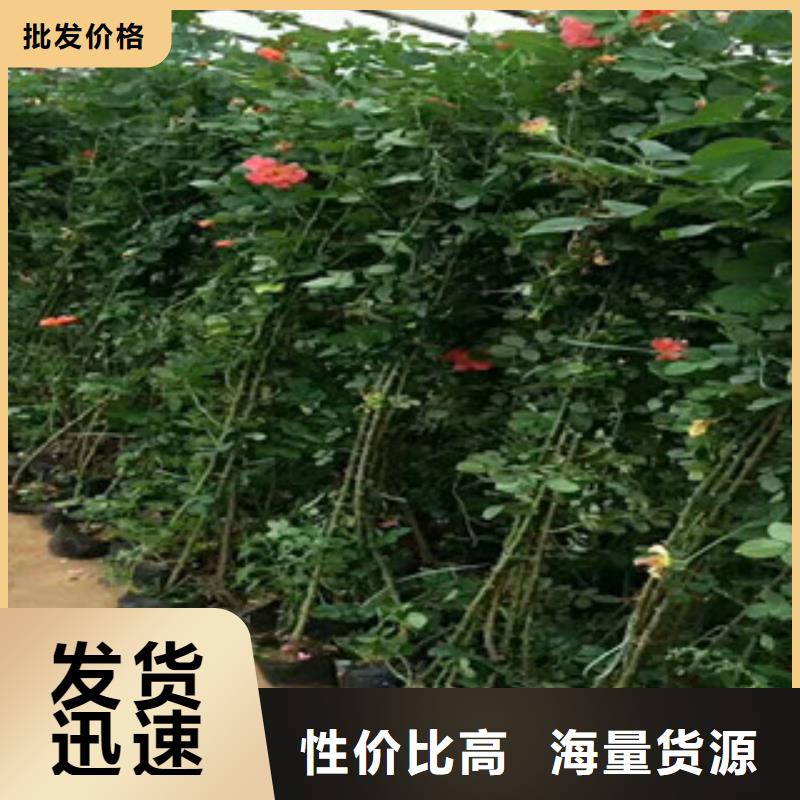 花海景观鲁冰花/粉黛乱子草经验丰富品质可靠