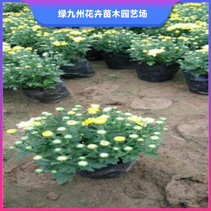 花海景观水生植物/荷花睡莲标准工艺