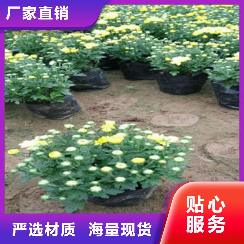 花海景观【花海景观工程】高品质现货销售